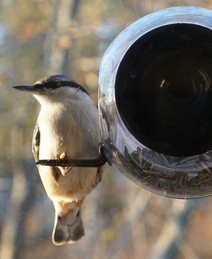 Bird Feeder, For The Window