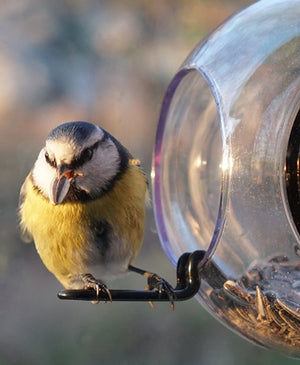 Bird Feeder, For The Window