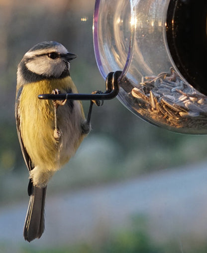 Bird Feeder, For The Window