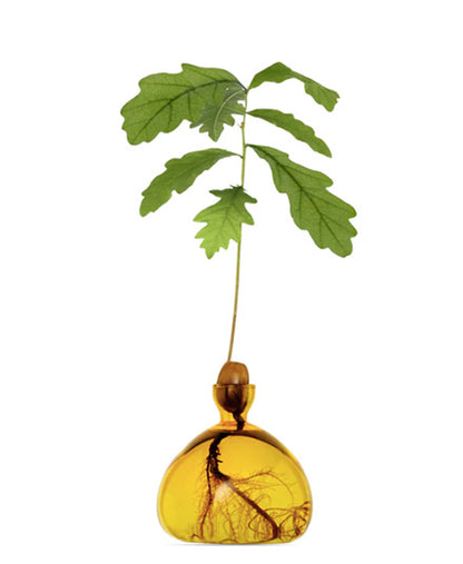 Acorn Vase